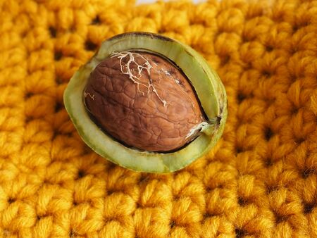 Ripe nut with an open green shell on the yellow background. A clear walnut from a walnut treeの写真素材