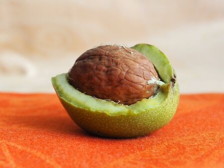 Ripe nut with an open green shell on the table. A clear walnut from a walnut treeの写真素材