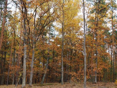 Autumn park or forest landscapeの写真素材