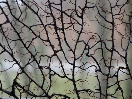 Unusual background, the world seen through dried twigs, interesting wallpaper for the desktop or wallの写真素材