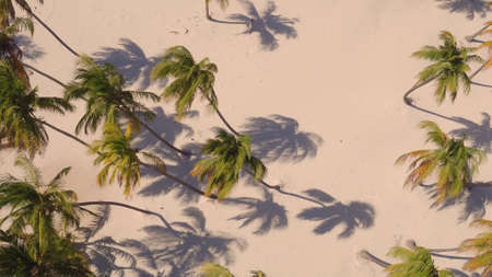 Palm trees on the beach view from aboveの写真素材