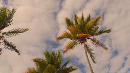 View of the palm trees from below. Dominicaの写真素材