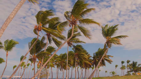 Palm trees on the beachの写真素材