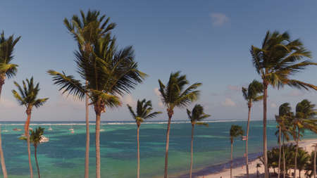 Palm trees on the beach