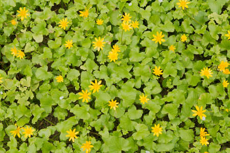 Yellow flowers on the ground with green leaves on a sunny day.の写真素材