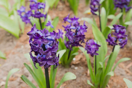Lilac flowers grow on the ground on a sunny dayの写真素材