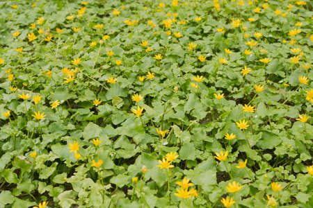 Yellow flowers on the ground with green leaves on a sunny day.の写真素材