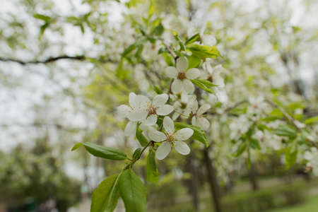 Close up view of bee collects nectar and pollen on a white blossoming cherry tree branch. White flowers of the cherry blossoms on a spring day in the garden.の写真素材