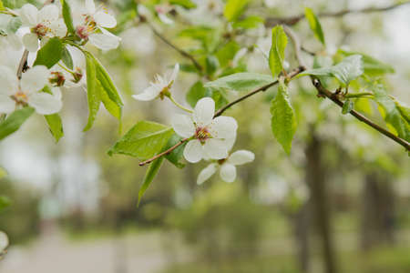 Close up view of bee collects nectar and pollen on a white blossoming cherry tree branch. White flowers of the cherry blossoms on a spring day in the garden.の写真素材