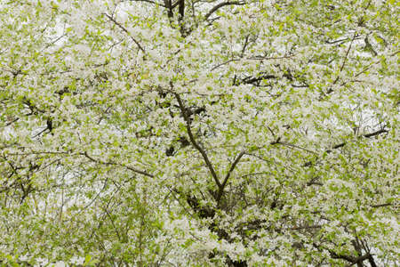 Close up view of bee collects nectar and pollen on a white blossoming cherry tree branch. White flowers of the cherry blossoms on a spring day in the garden.の写真素材