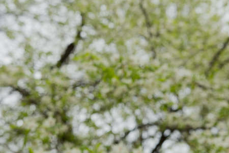 Close up view of bee collects nectar and pollen on a white blossoming cherry tree branch. White flowers of the cherry blossoms on a spring day in the garden.の写真素材
