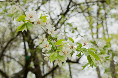Close up view of bee collects nectar and pollen on a white blossoming cherry tree branch. White flowers of the cherry blossoms on a spring day in the garden.の写真素材