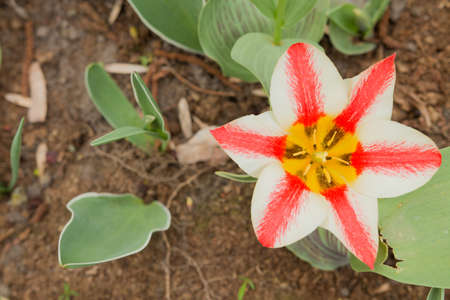 Brightly red white tulips on a sunny day.の写真素材