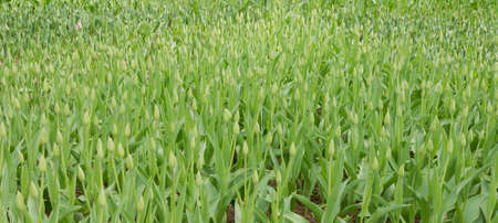 green tulips at the flowers wholesale market.の写真素材