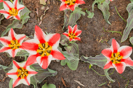 Brightly red white tulips on a sunny day.の写真素材