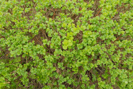 Green leaves on a bush in a bright sunny day.の写真素材