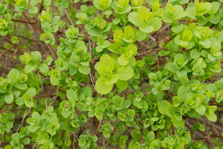Green leaves on a bush in a bright sunny day.の写真素材