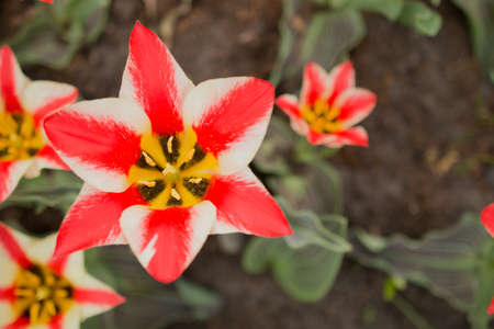 Brightly red white tulips on a sunny day.の写真素材