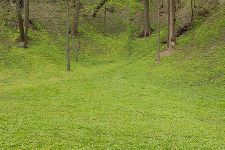 A beautiful green glade on a sunny day.の写真素材