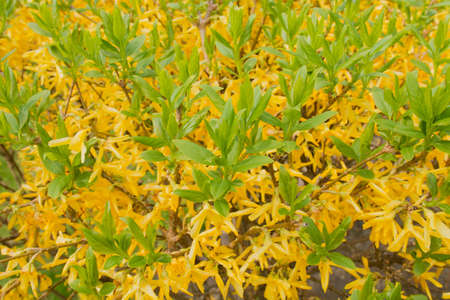 Yellow flowers on the ground with green leaves on a sunny day.の写真素材