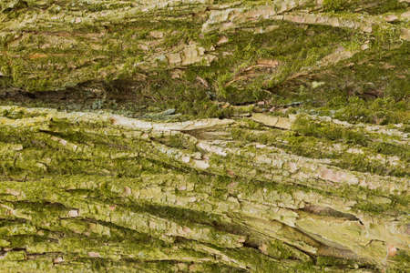 Old bark of a tree with deep grooves.の写真素材