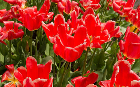 Brightly red white tulips on a sunny day.の写真素材