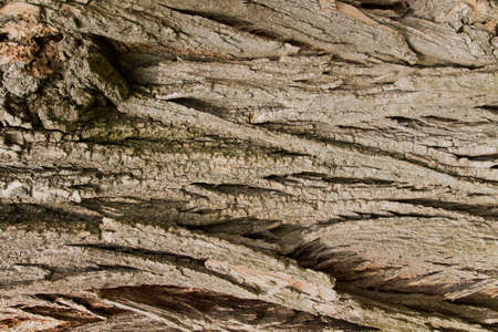 Old bark of a tree with deep grooves.の写真素材