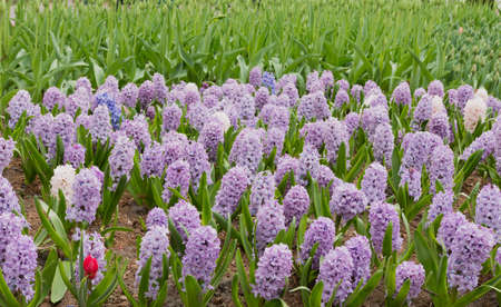 Lilac flowers grow on the ground on a sunny dayの写真素材