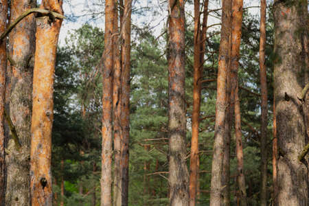 Forest against the blue sky, sunny weather