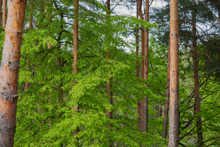 Forest against the blue sky, sunny weatherの写真素材