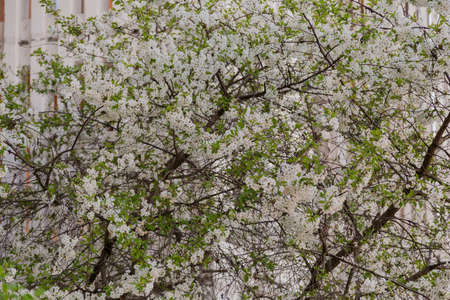 Spring branch with white flowers on a tree on a sunny dayの写真素材