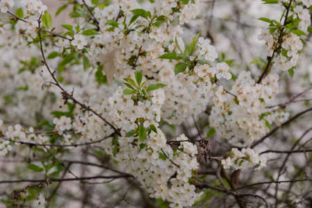 Spring branch with white flowers on a tree on a sunny day