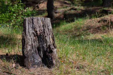 North scandinavian pine forest, Sweden natural travel outdoors vintage hipster background with the stump.の写真素材