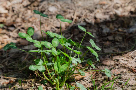 Small grass on the ground in the forest, grass textureの写真素材