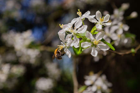 Spring branch with white flowers on a tree on a sunny day
