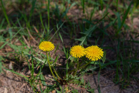 Close up of blooming yellow dandelion flowers Taraxacum officinale in garden on spring time. Detail...