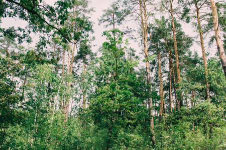 Bottom view of tall old trees in evergreen primeval forestの写真素材