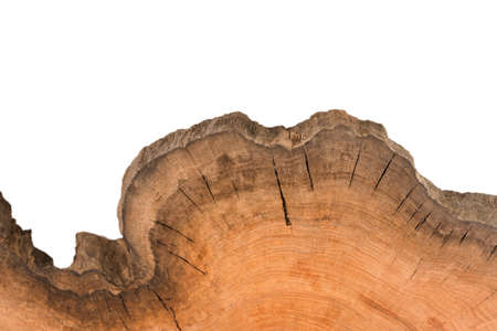 Cross section of tree stump isolated on white backgroundの写真素材
