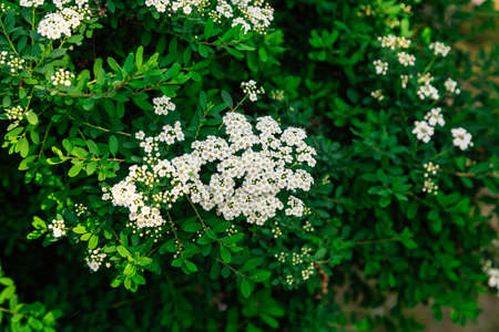 Spring branch with white flowers on a tree on a sunny day