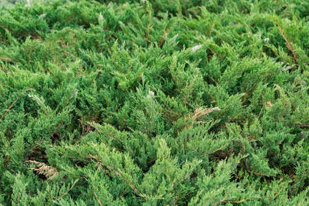 Green plant on a sunny day, bright colors, green texture and background.
