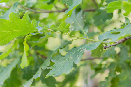 Green oak leaves on a branch in the sunlight.