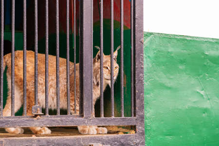 Portrait of a wild lynx in the profile of the lattice fence