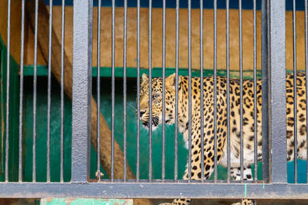 Sorrowful cheetah looking from the cage.Cheetah in the cageの写真素材