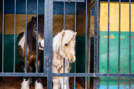 pony with blue eyes looking through the metal fence at the zoo.の写真素材