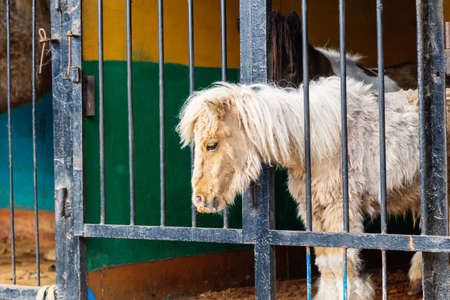 pony with blue eyes looking through the metal fence at the zoo.の写真素材