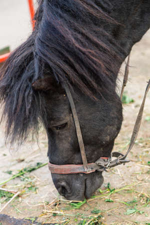 pony with blue eyes looking through the metal fence at the zoo.の写真素材