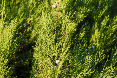 Green leaves of ornamental bushes in bright sun.の写真素材