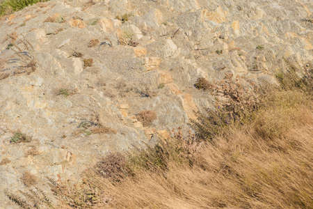 Plants growing on the rocks at sunset.