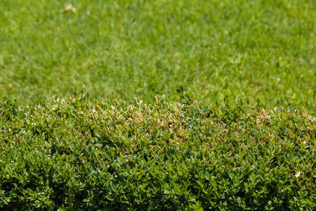 Green leaves of ornamental bushes in bright sun.