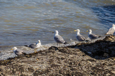 Gulls on the shore with pebbles catch fish from the sea.